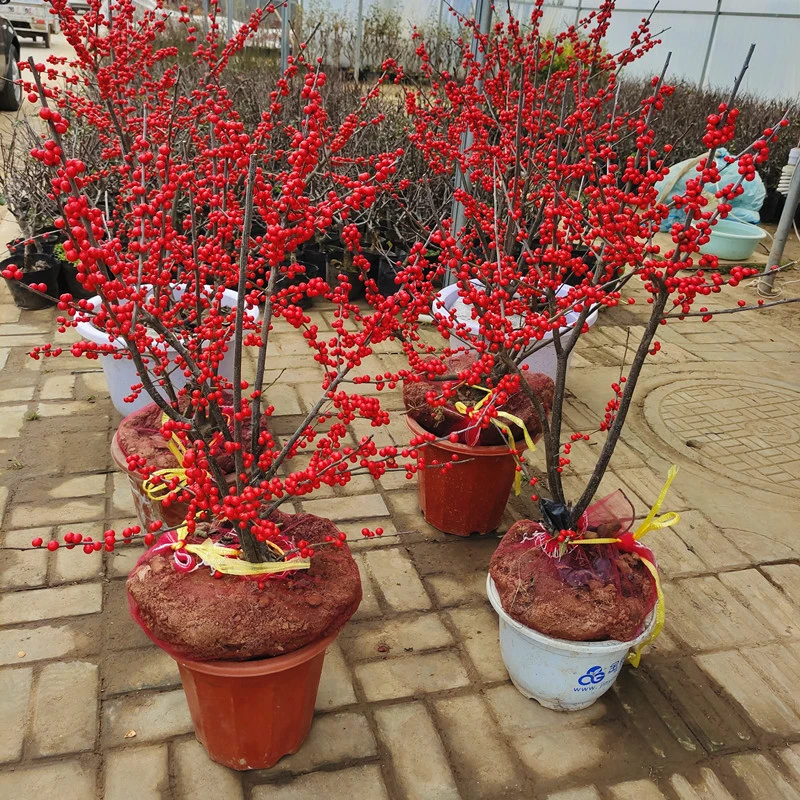 北美冬青树苗公树苗受粉苗庭院盆栽耐寒红果植物喜庆年宵花卉