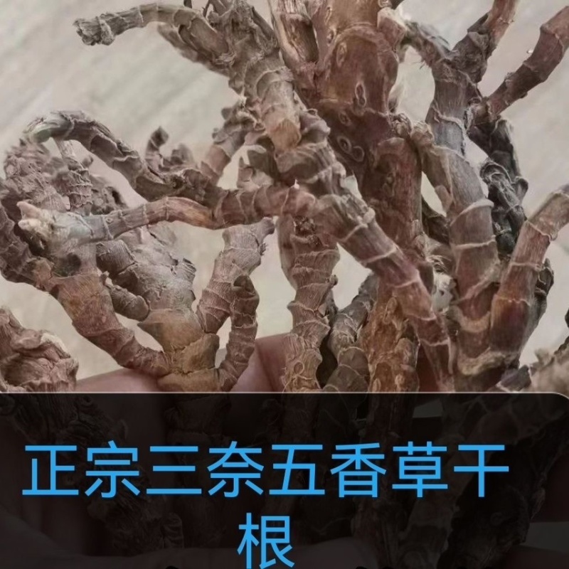 茴香菖蒲山奈根五香草根晒干三奈去腥增香卤肉干货