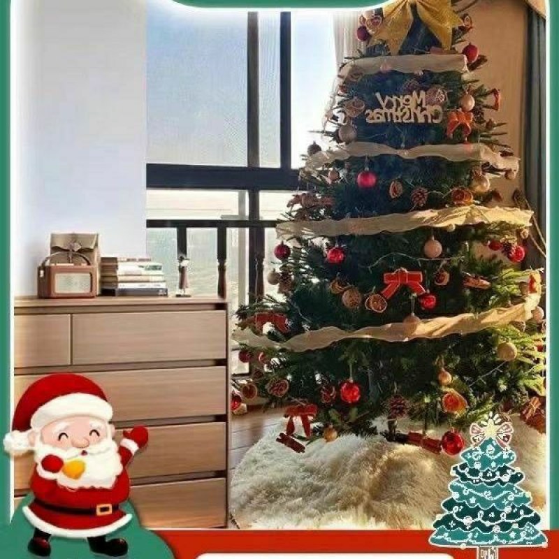 真圣诞树圣诞树真树盆栽圣诞树云杉圣诞树活的圣诞树真松