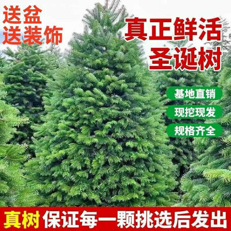 真圣诞树圣诞树真树盆栽圣诞树云杉圣诞树活的圣诞树真松