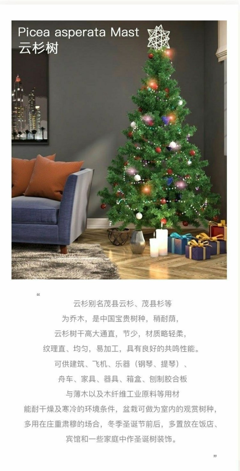 真圣诞树圣诞树真树盆栽圣诞树云杉圣诞树活的圣诞树真松