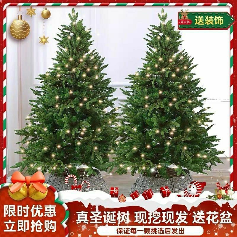 真圣诞树圣诞树真树盆栽圣诞树云杉圣诞树活的圣诞树真松