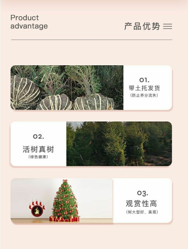真圣诞树圣诞树真树盆栽圣诞树云杉圣诞树活的圣诞树真松