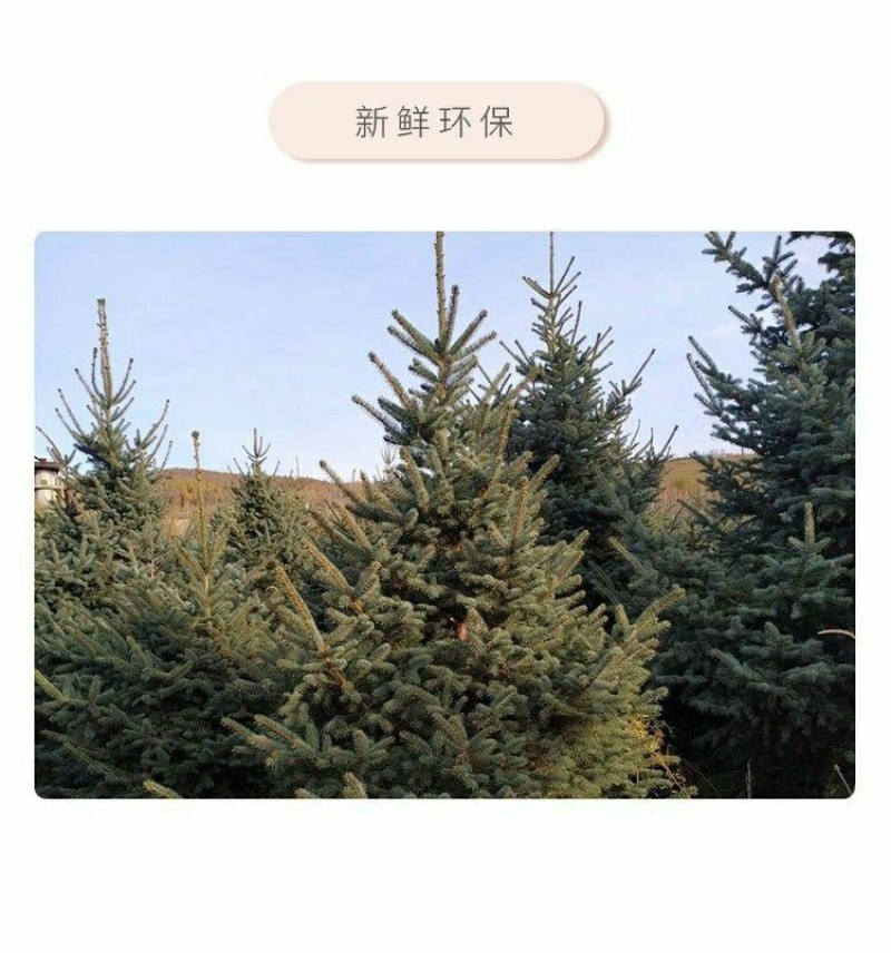 真圣诞树圣诞树真树盆栽圣诞树云杉圣诞树活的圣诞树真松