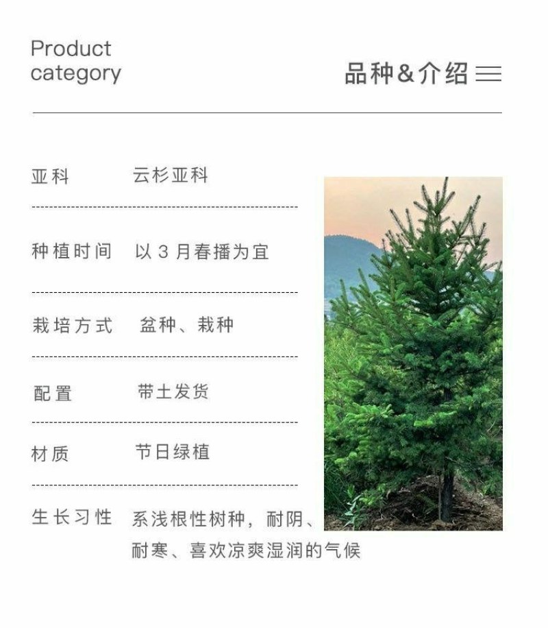 真圣诞树圣诞树真树盆栽圣诞树云杉圣诞树活的圣诞树真松