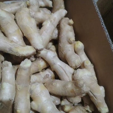 精品烘干姜大量上市品质保证量大从优一手货源
