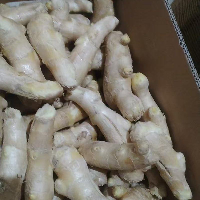 精品烘干姜大量上市品质保证量大从优一手货源