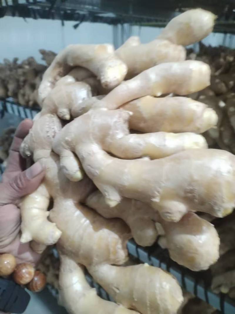 精品烘干姜大量上市品质保证量大从优一手货源