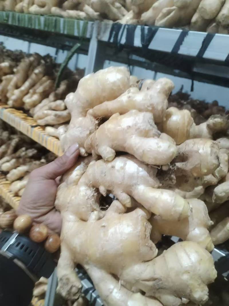 精品烘干姜大量上市品质保证量大从优一手货源