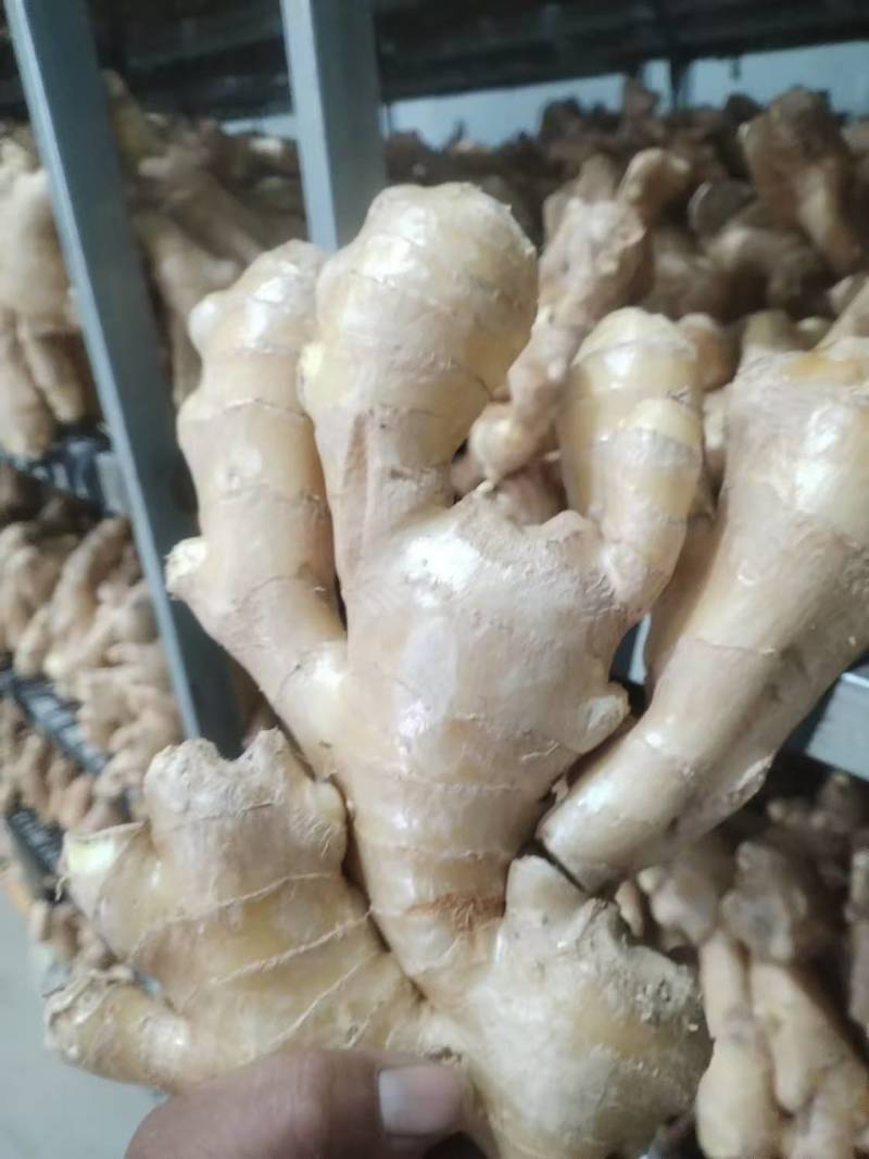精品烘干姜大量上市品质保证量大从优一手货源