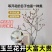 水培玉兰花卉室内水培植物办公室绿植净化空气除