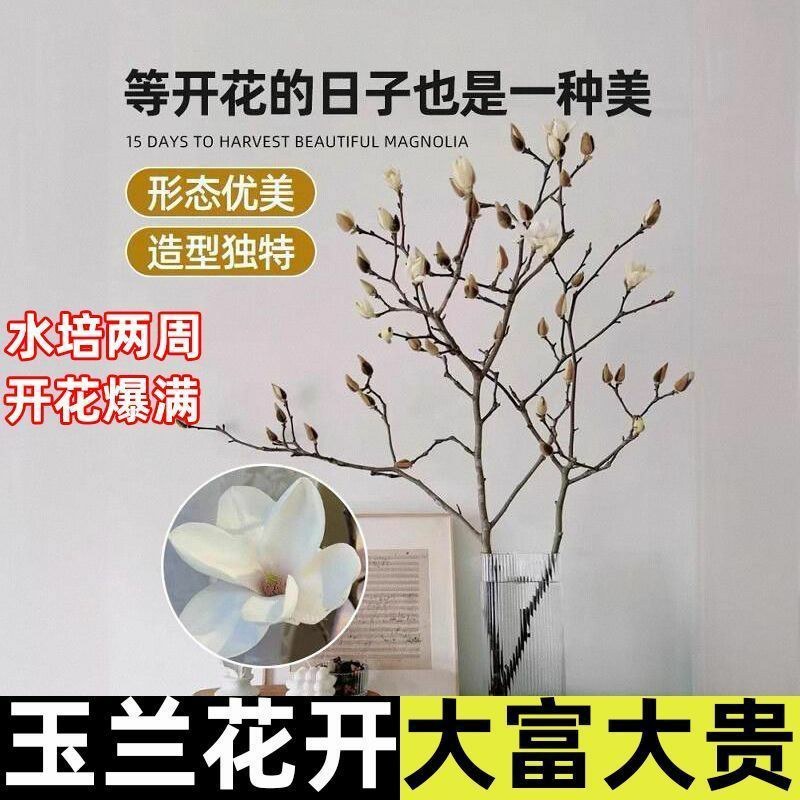 水培玉兰花卉室内水培植物办公室绿植净化空气除
