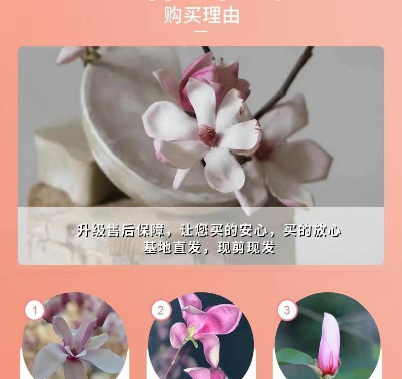 水培玉兰花卉室内水培植物办公室绿植净化空气除