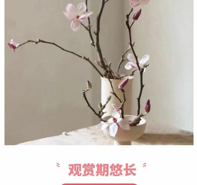 水培玉兰花卉室内水培植物办公室绿植净化空气除