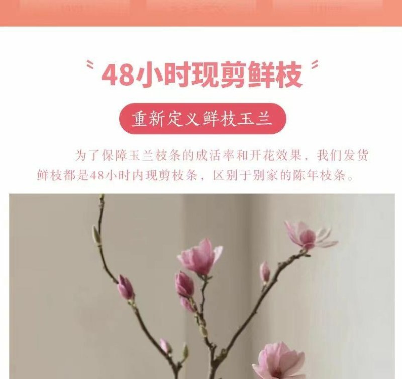 水培玉兰花卉室内水培植物办公室绿植净化空气除