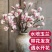 水培玉兰花卉室内水培植物办公室绿植净化空气除