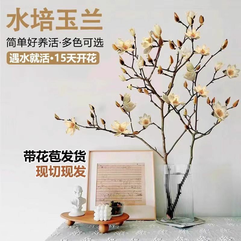 水培玉兰花卉室内水培植物办公室绿植净化空气除