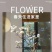 水培玉兰花卉室内水培植物办公室绿植净化空气除