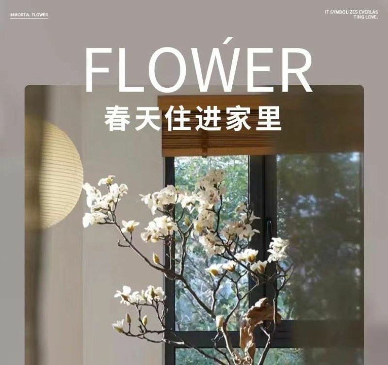 水培玉兰花卉室内水培植物办公室绿植净化空气除