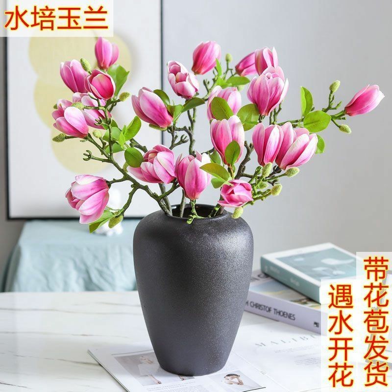 水培玉兰花卉室内水培植物办公室绿植净化空气除