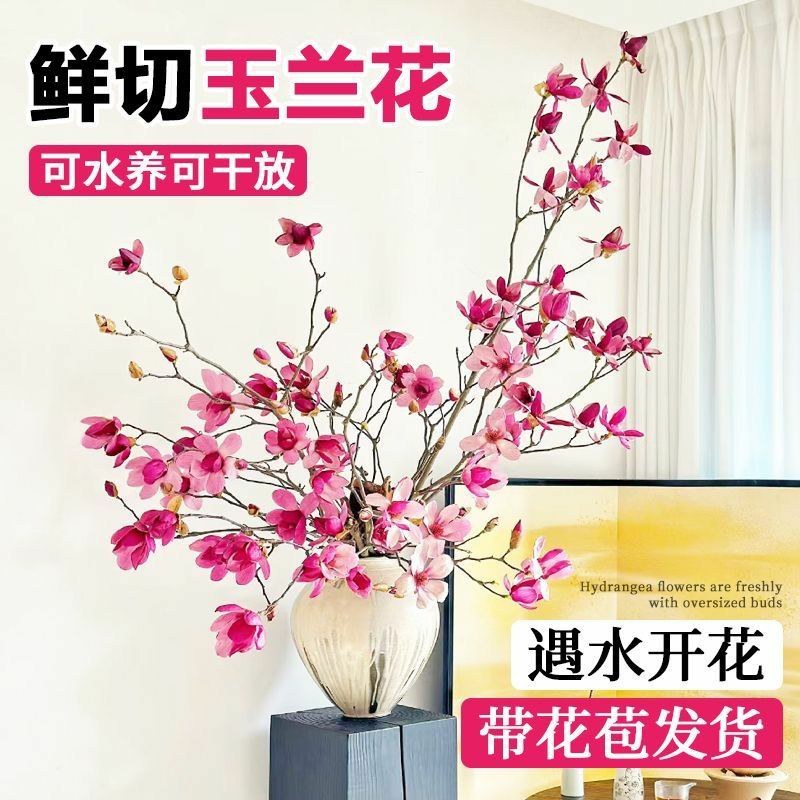 水培玉兰花卉室内水培植物办公室绿植净化空气除