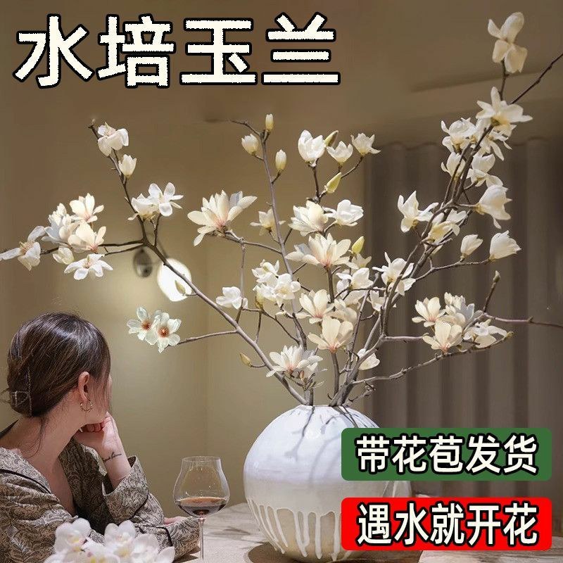 水培玉兰花卉室内水培植物办公室绿植净化空气除