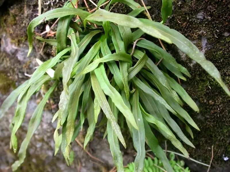 贵州深山化石草。野生中药材一手货源