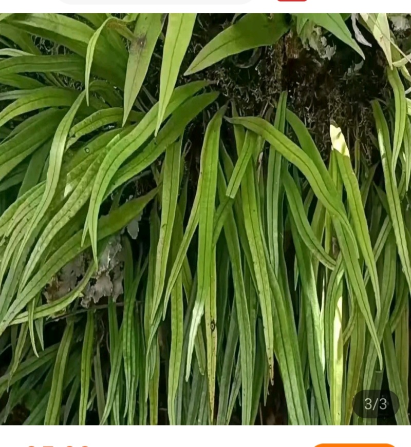 贵州深山化石草。野生中药材一手货源
