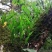 贵州深山化石草。野生中药材一手货源