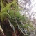 贵州深山化石草。野生中药材一手货源