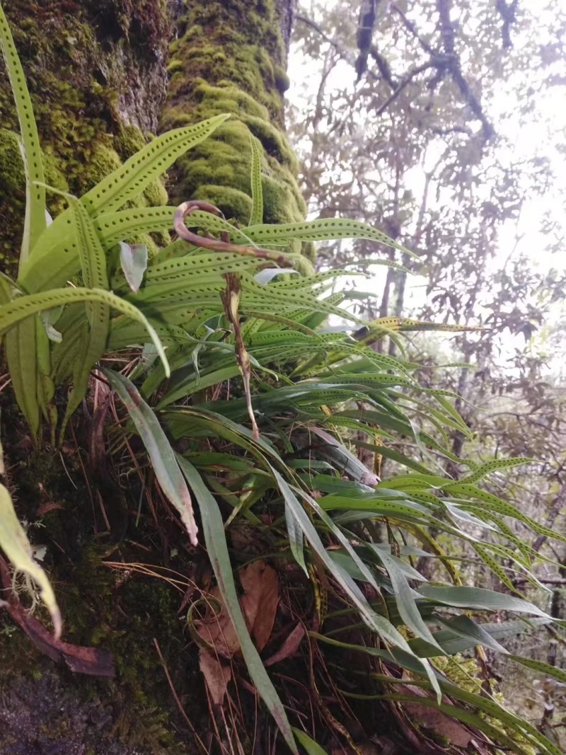 贵州深山化石草。野生中药材一手货源