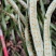 贵州深山化石草。野生中药材一手货源