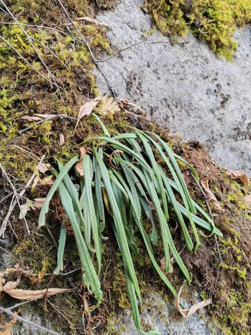 贵州深山化石草。野生中药材一手货源