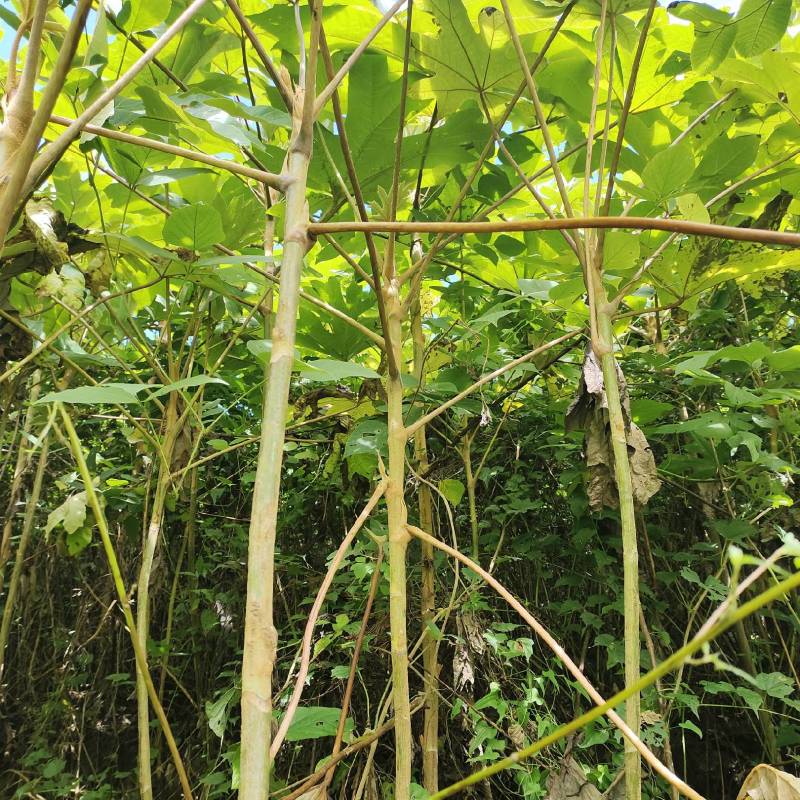 通草根