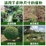 植物防寒保暖罩果树越冬加厚防冻罩室外保温防霜保温套花卉
