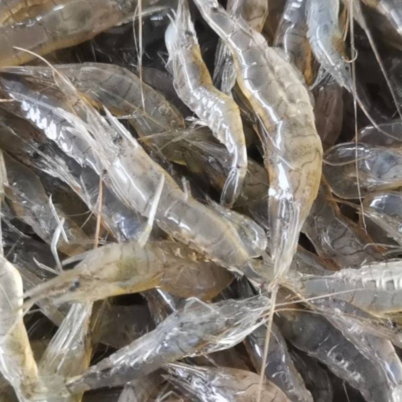 新活虾，小米虾2～3～4～7河虾，一件也是批发价
