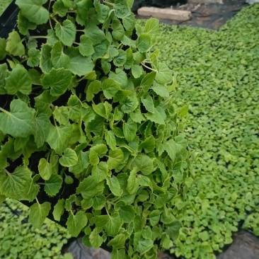 瓜叶菊种苗