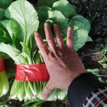 小白菜量大的联系有需要的可以联系我有市场货有电商货