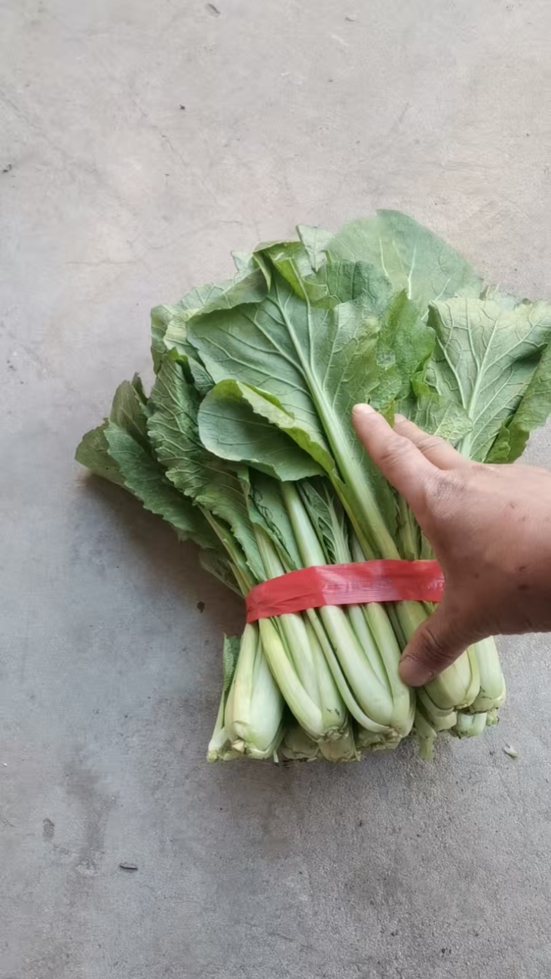 小白菜量大的联系有需要的可以联系我有市场货有电商货
