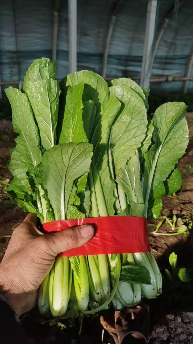 小白菜量大的联系有需要的可以联系我有市场货有电商货