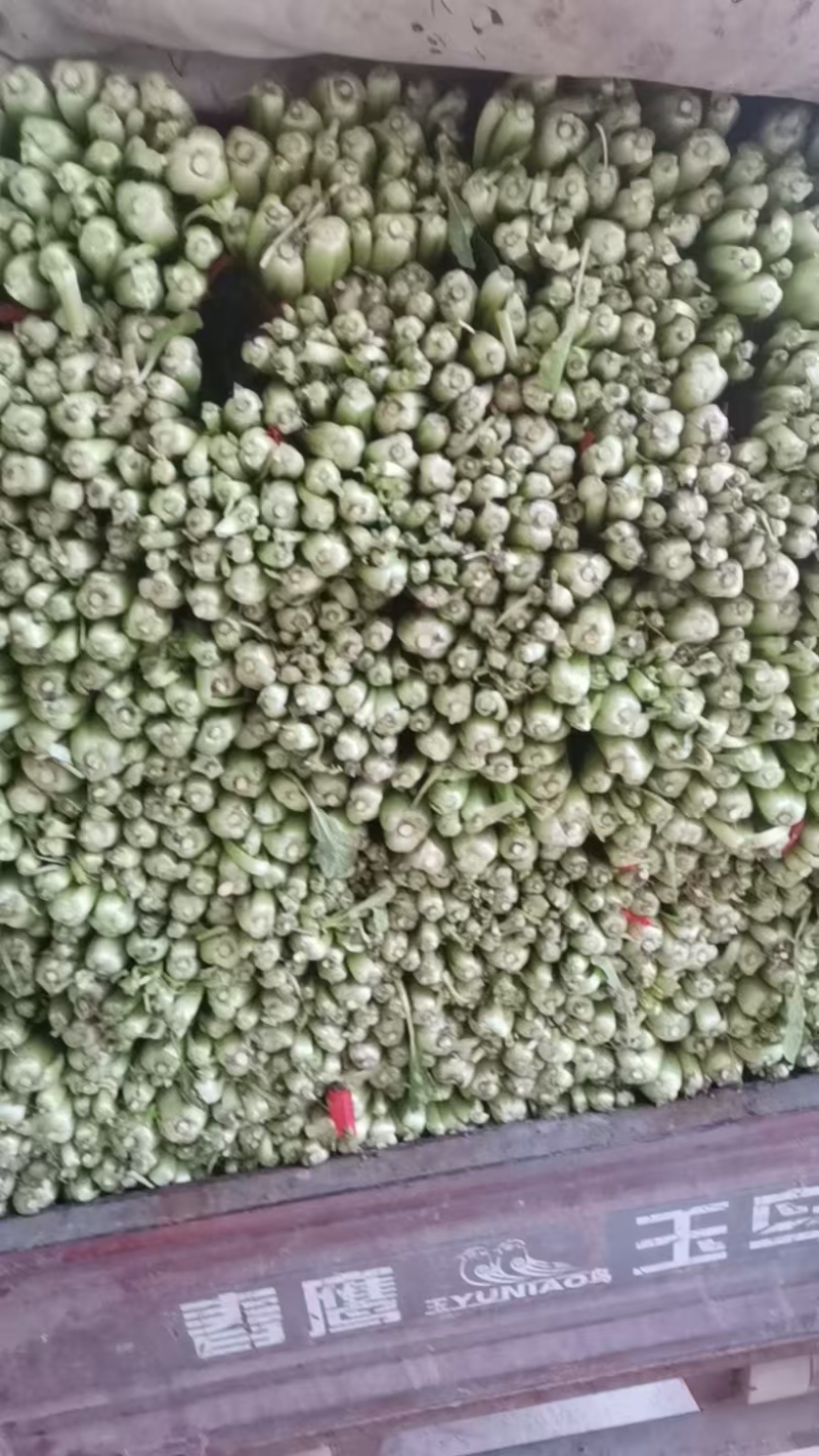 小白菜量大的联系有需要的可以联系我有市场货有电商货