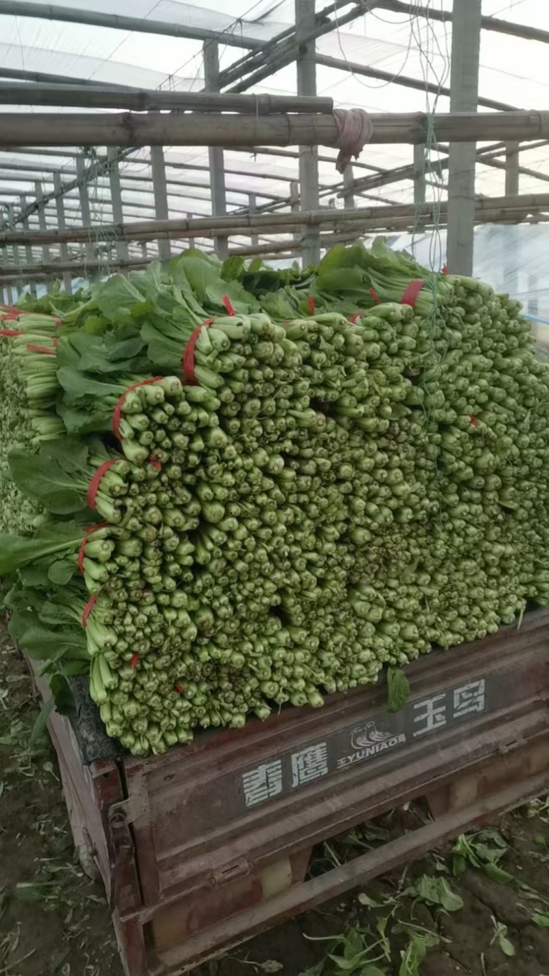 小白菜量大的联系有需要的可以联系我有市场货有电商货