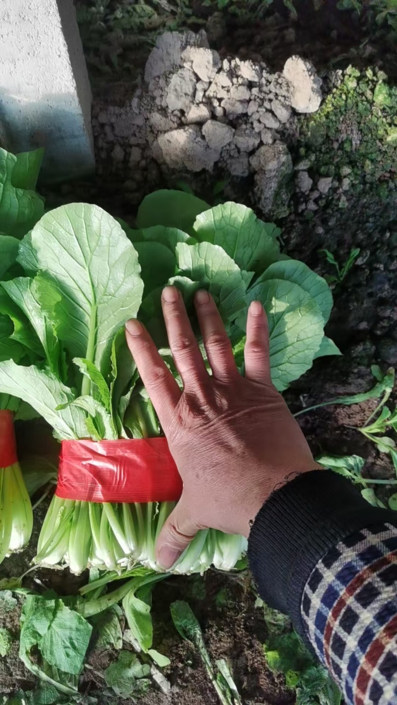 小白菜量大的联系有需要的可以联系我有市场货有电商货