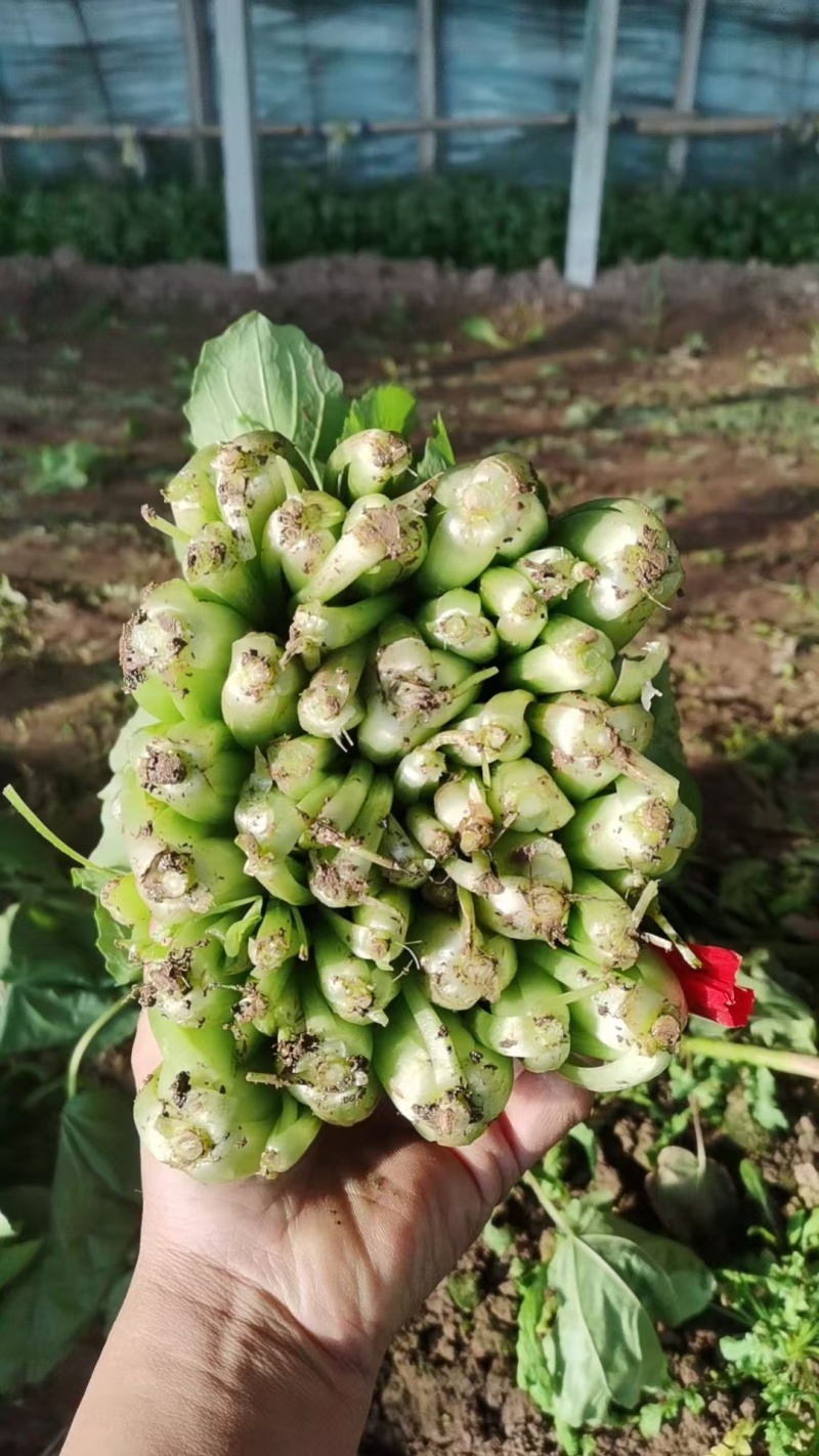 小白菜量大的联系有需要的可以联系我有市场货有电商货