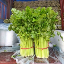 芹菜西芹大棚种植大，中，小颗芹菜都有产地大量供应