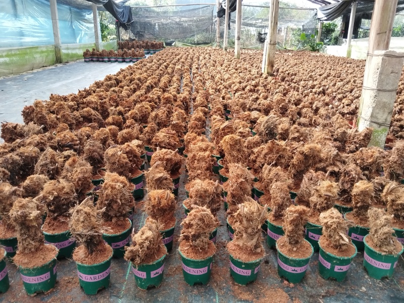 景观新宠·批发热销货源零售兼营产地直销