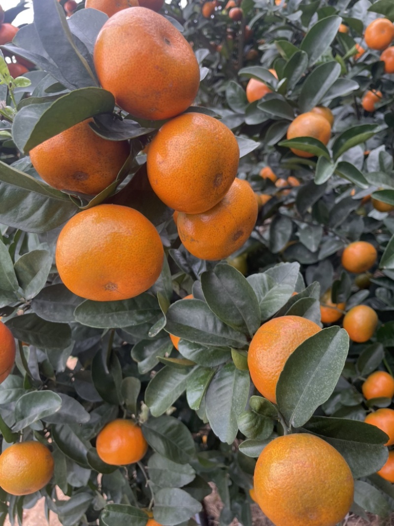 广西桂林恭城砂糖橘大量有货…莫科特..爱媛