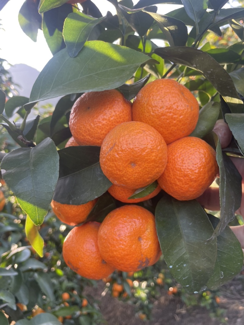 广西桂林恭城砂糖橘大量有货…莫科特..爱媛