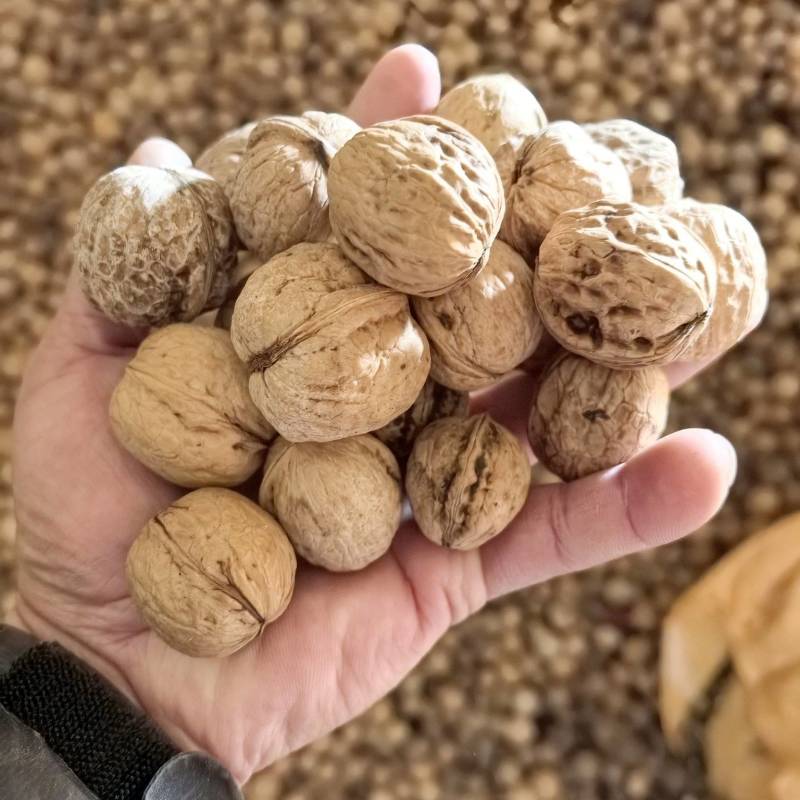 优质笨核桃