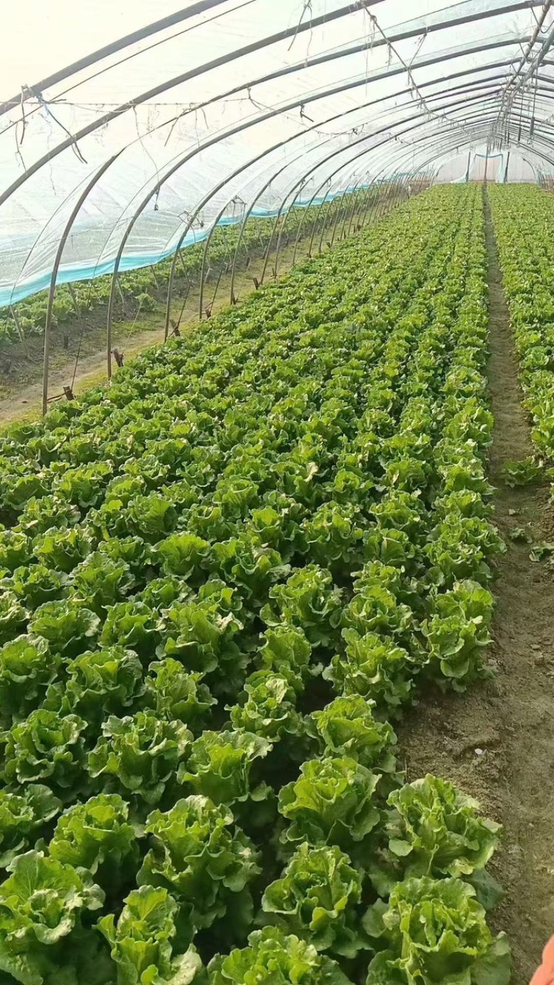 精品生菜，现摘现发，产地直发货源充足，品质保证